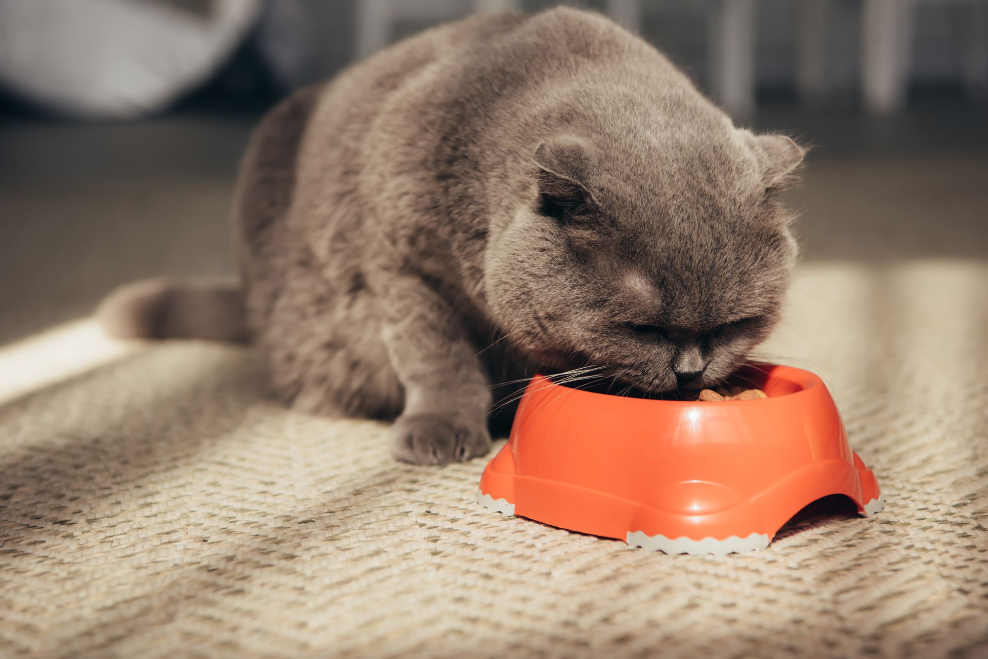 skrue strop sej Hvor meget mad skal din kat have?