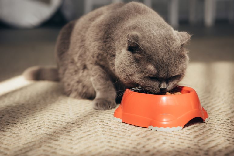 Entreprenør Cater flyde over Hvor meget mad skal din kat have?