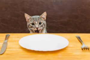 Hvad spiser katte