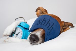 Hvor meget sover en hund