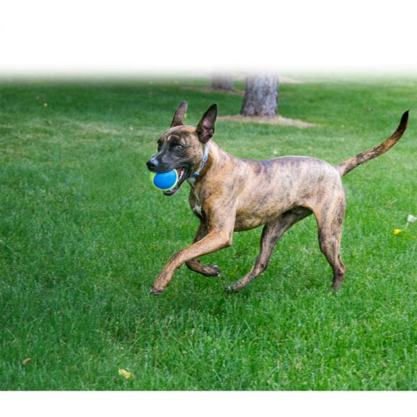 Hund der leger med Ultra SqueakAir Ball