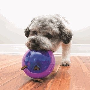 Hund med KONG foderbold - Hopz Ball