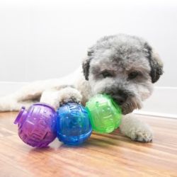 Hund med Lock-It foderbolde
