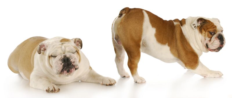 Hvorfor lugter hundens prutter så meget? svaret her
