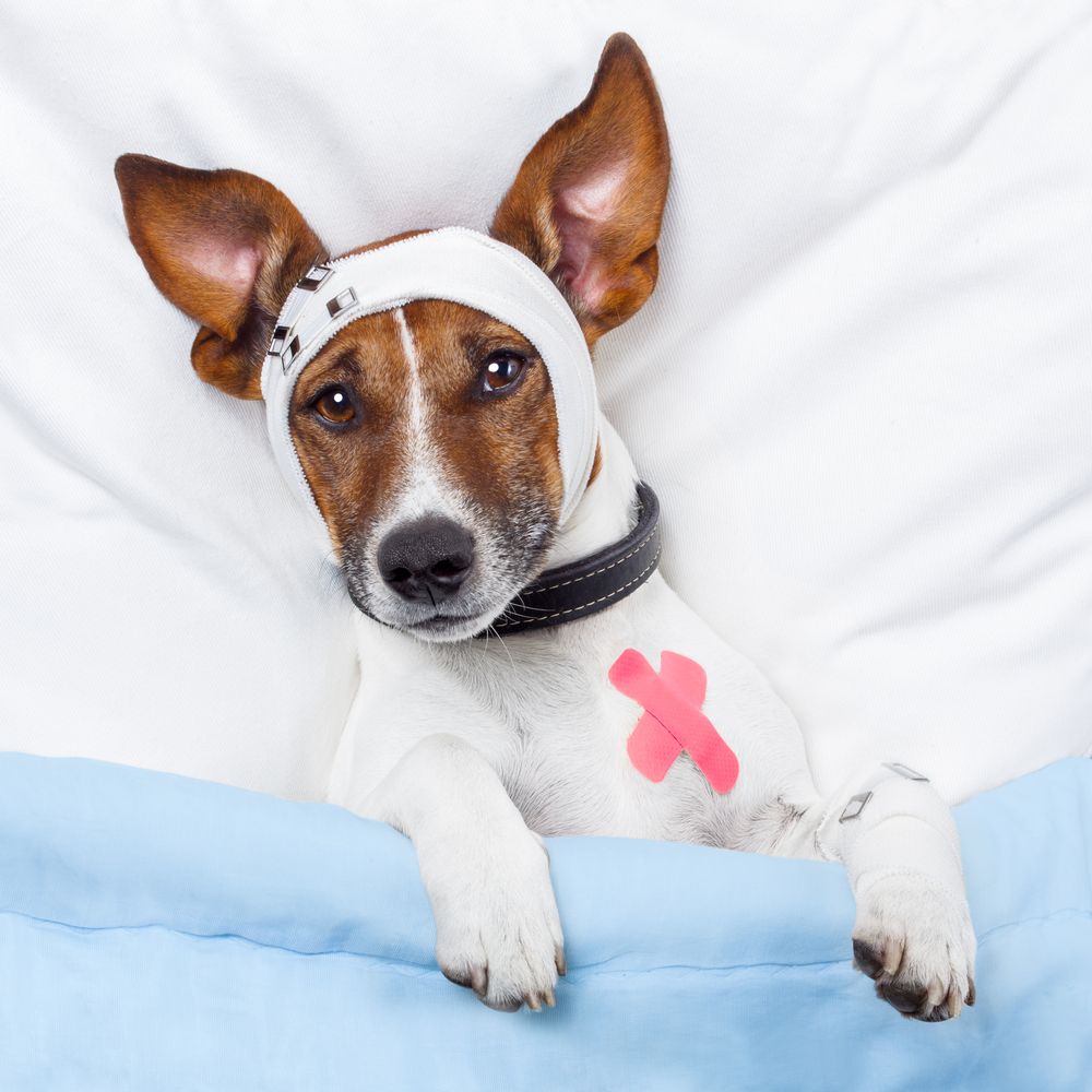 Underholde efterspørgsel Tilsvarende Hunde kan også få feber 🌡️ Læs om konsekvenserne her