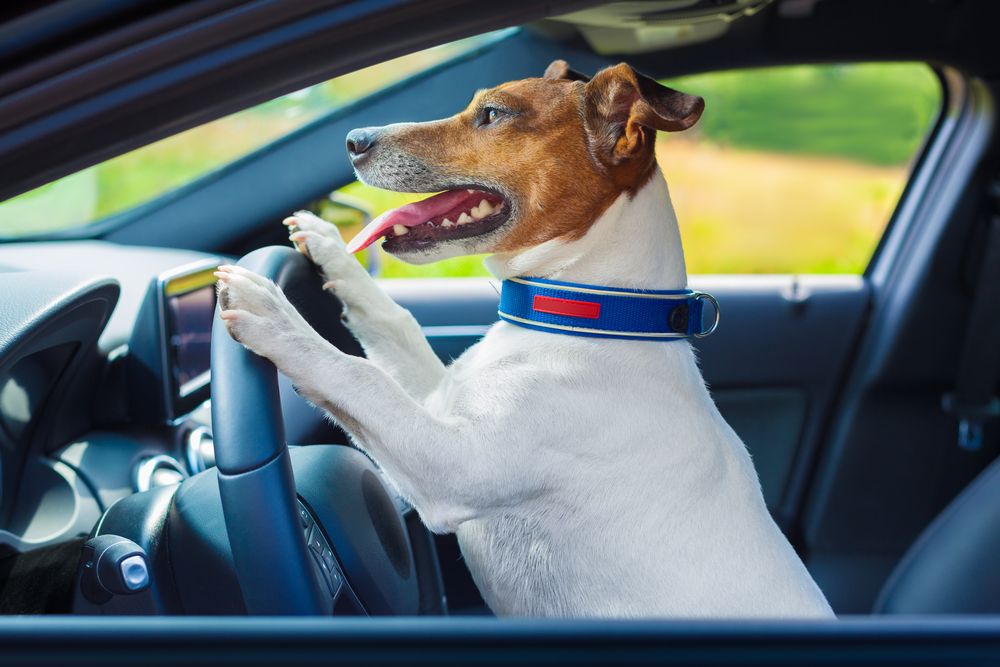 du din hund med bilen ? Få råd og vejledning 🦺