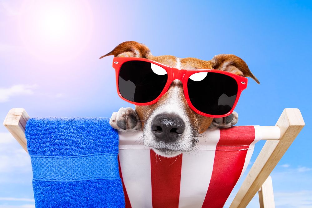 følsomhed kubiske Palads Skal du holde ferie med din hund? Få tips og tricks her 🌅
