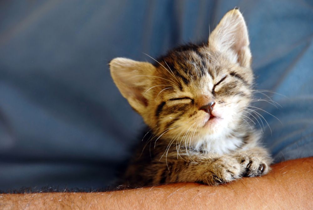 Laboratorium godtgørelse Afstem Hvorfor snorker katte - Få svaret her