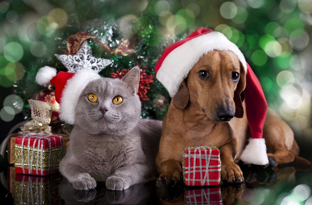 dyr og julemad