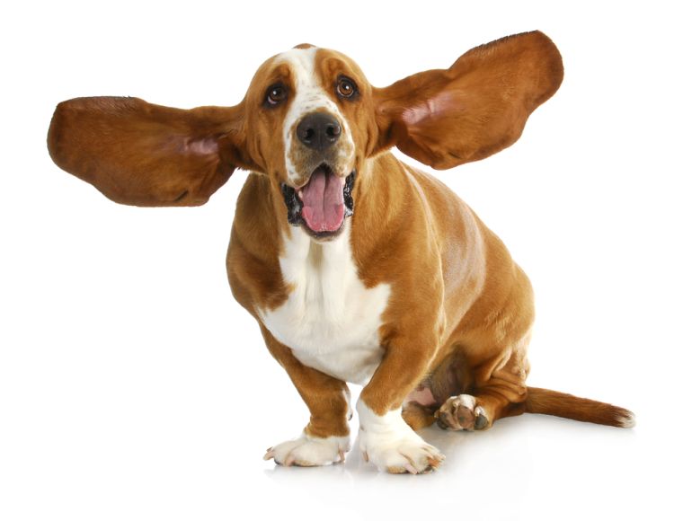 Stående eller hængende ører - Få svaret her hvad forskellen er