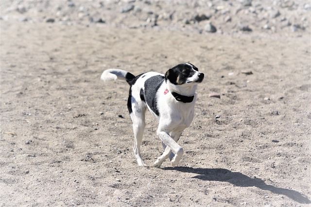 Hund på stranden 