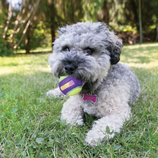 Hund med KONG tennisbold CrunchAir Balls