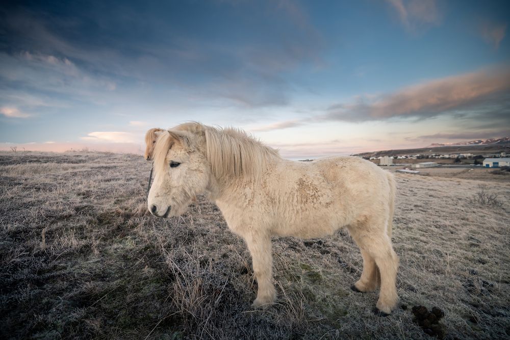 islandsk hest