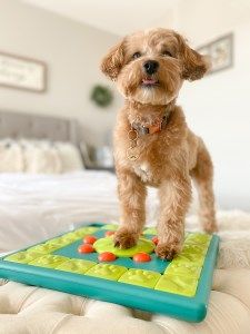 Hund på Multipuzzle
