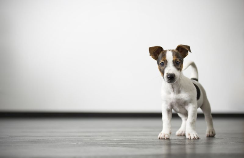 Ødelægge komplet Passiv Få svar på ringorm og hvad det betyder for hunde 🐶