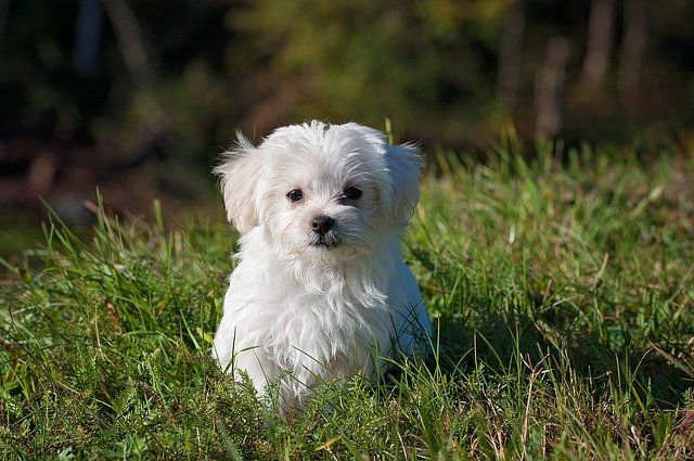 Malteseren er en glædes hund som du kan meget klogere på her