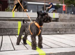 Dog Copenhagen Hundesele Comfort Walk Air