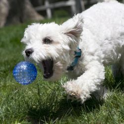 Hund leger med KONG Squeezz Geodz bold