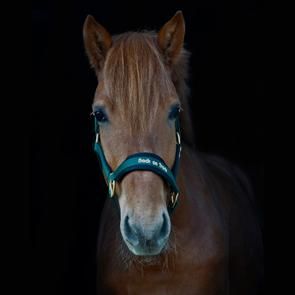 Hest med Back On Track Grime Werano - Grøn