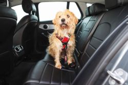 KONG Travel Sikkerhedssele og hund