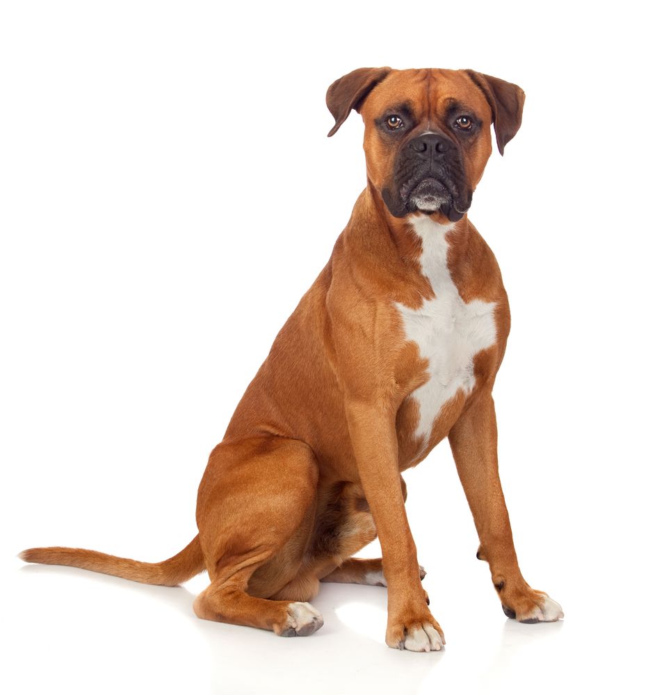 desinficere Ib Arab Boxer – Den aktive hund, der giver kærlighed til alt og alle