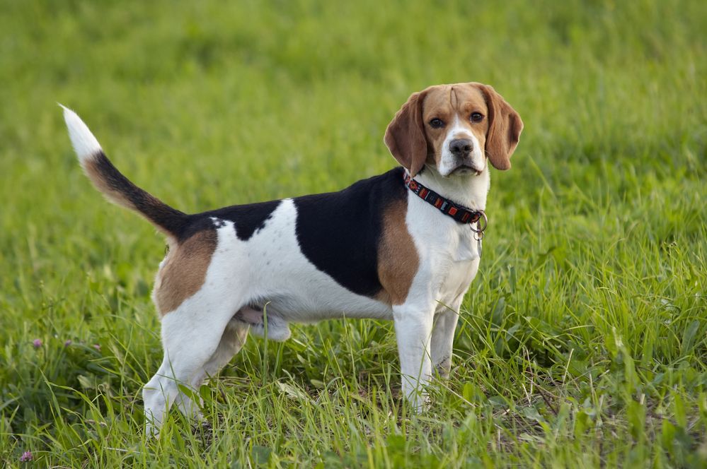 Alt du vide om Beagle - Lær den kende hos Canem.dk