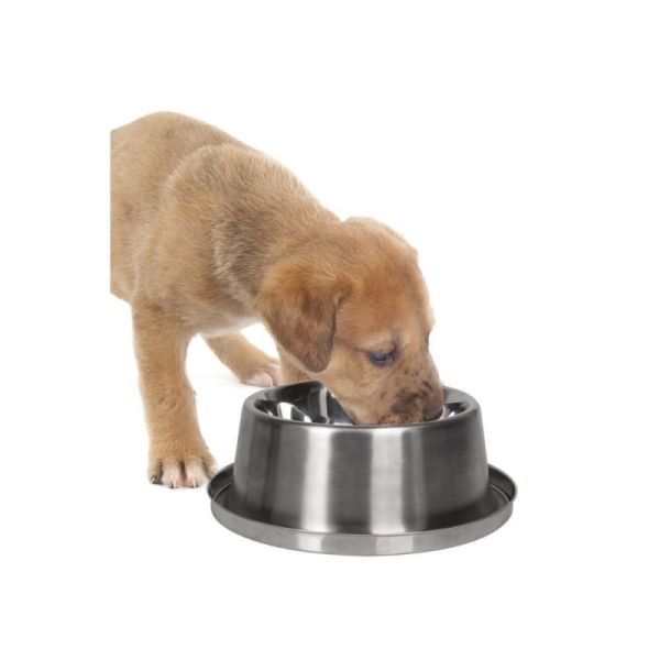 Hund drikker af vandskål m/køleelement