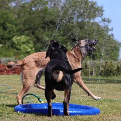Hunde i leg på Sprinkler Splash Måtte
