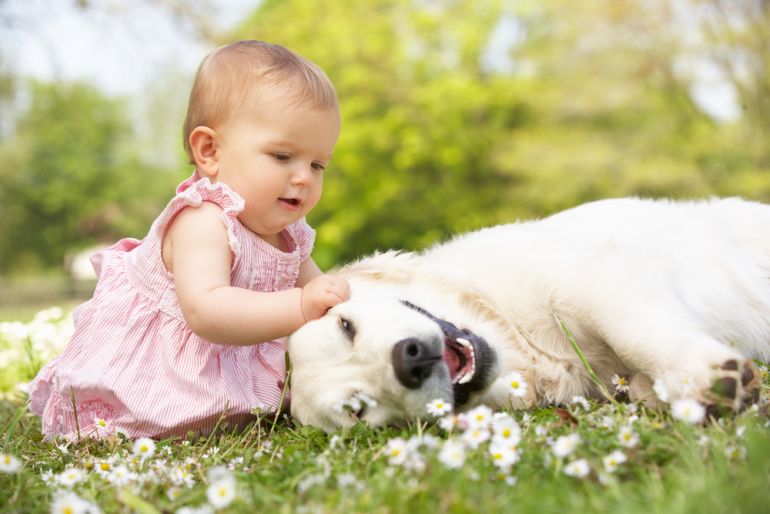 Hilsen Hobart Tårer Sådan sætter du din baby og hund sammen på den bedste måde