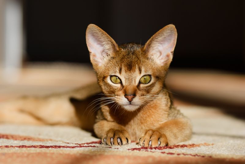 Abyssinier - Læs om majestætiske kat