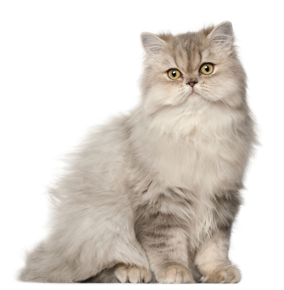 persisk kat