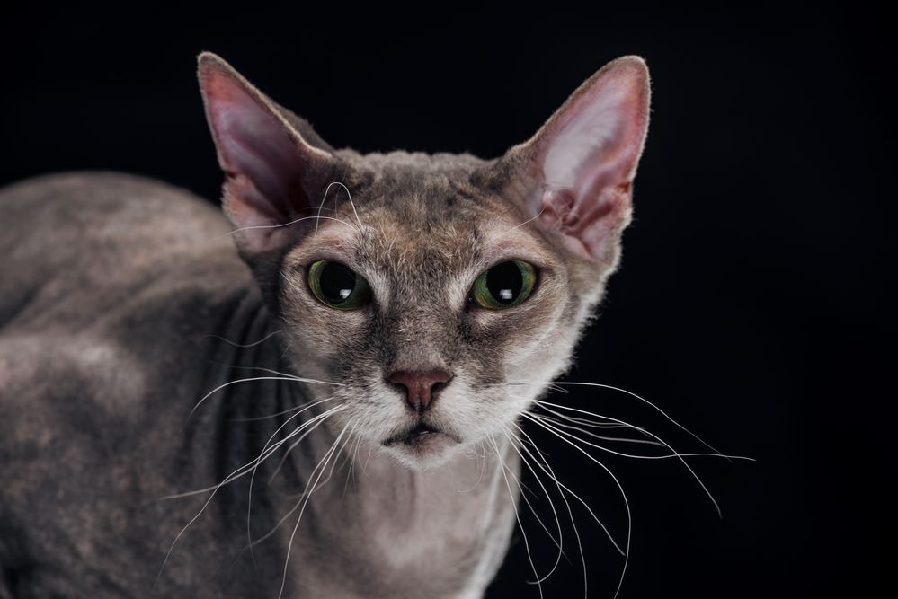 Sphynx: hårløse kat med passer af - den at kende her