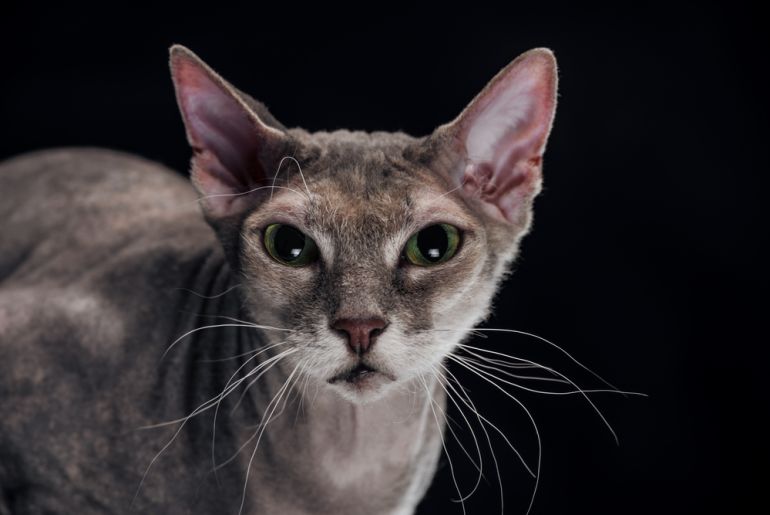 Overbevisende Afbrydelse syreindhold Sphynx: Den hårløse kat med passer af personlighed - Lær den at kende her