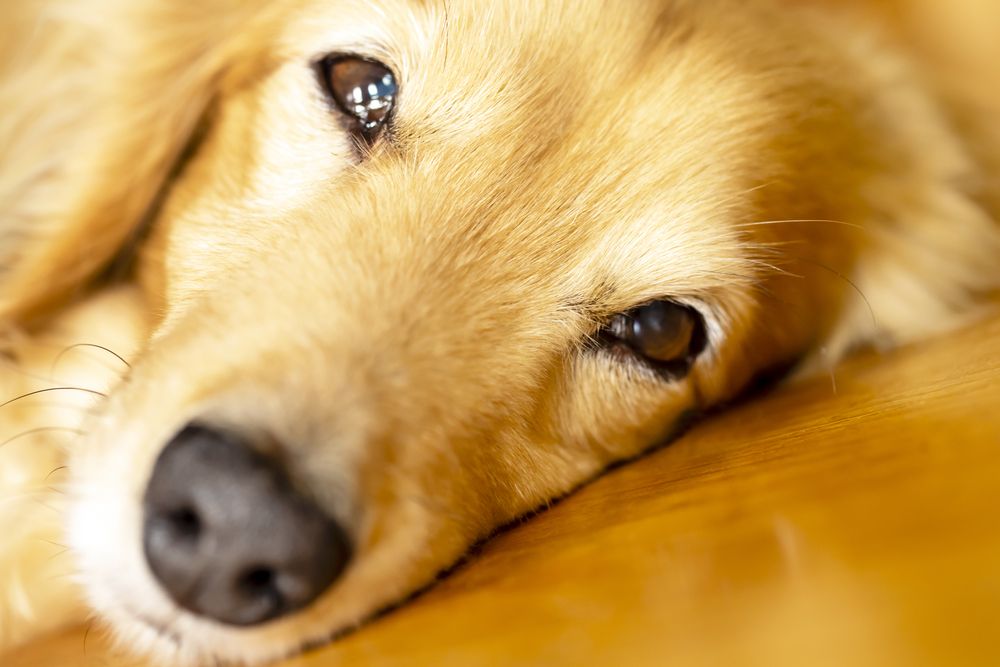 TRUE Evakuering skjold Hvor meget bløder en hund i løbetid ? Få svaret her