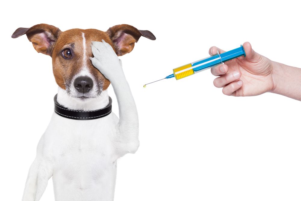 Demontere Mark forfølgelse Hvilke vacciner bør din hund få ? Læs med her og få svaret