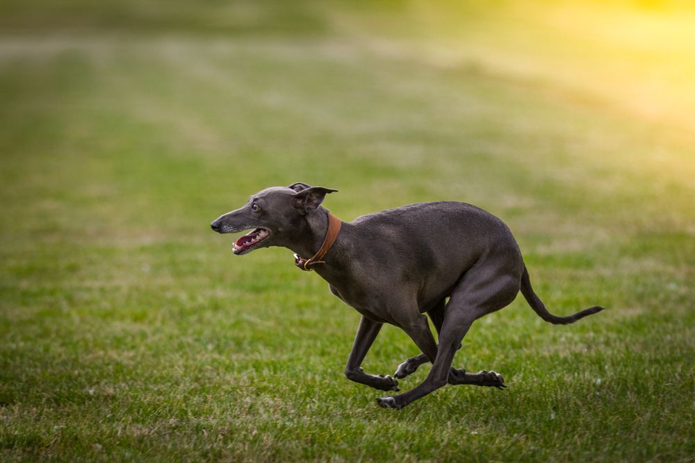 hvor hurtigt kan en hund løbe