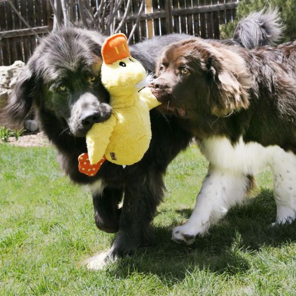 Hunde leger med KONG Comfort Jumbo Duck