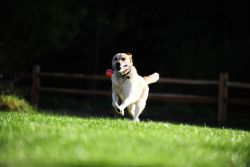 Hund løber med Chuckit Ultra Tug