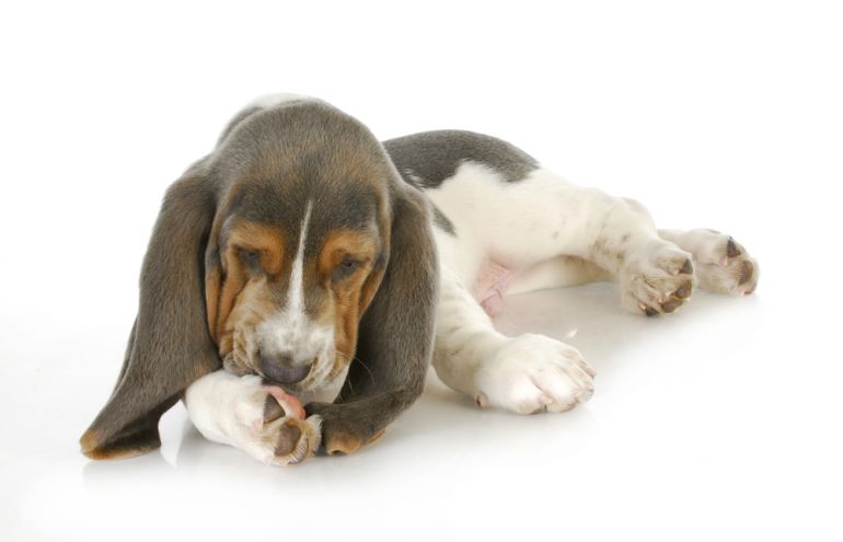 Genveje Kinematik Vidunderlig Har du undret dig over hvorfor din hund slikker sine poter ? Få svaret her
