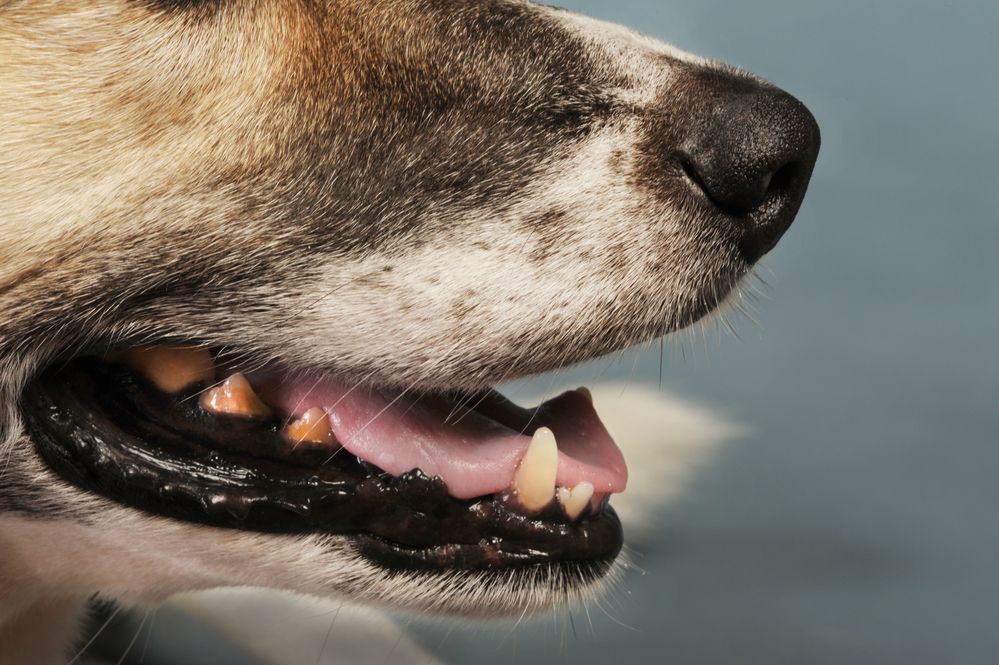 Postnummer navneord Regulering Har din hund dårlig ånde kan det betyde helbredsproblemer - Læs med her