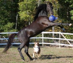 Jolly Ball - Horse and Dog
