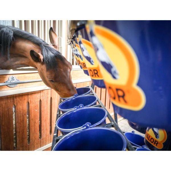 Cavalor hestefoder - StrucoMash Beet
