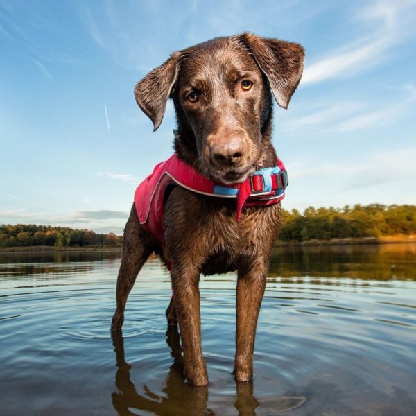 Kurgo Hunde Svømmevest Surf'n'Turf - hund i vand