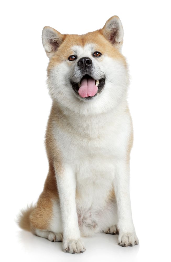 Alt du skal vide om Akita