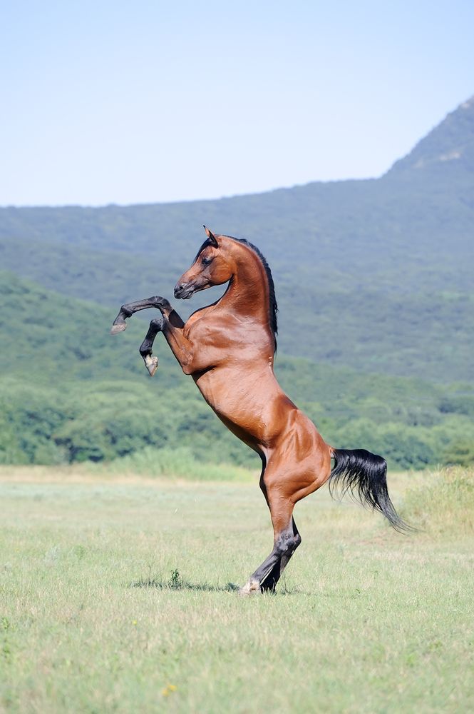 araberhest-fit-2000x2000x80.webp