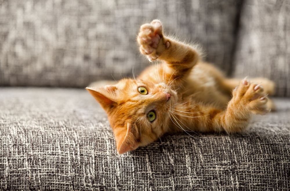 bider-katte-kloer-fit-2000x2000x80.webp