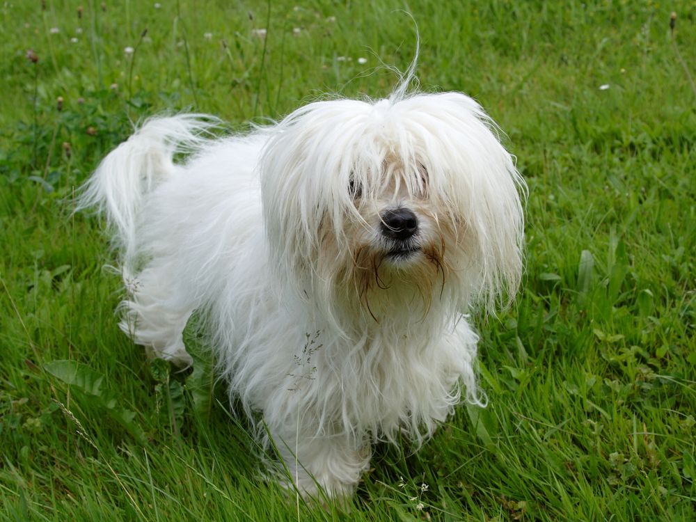 bomuldshund-fit-2000x2000x80.webp