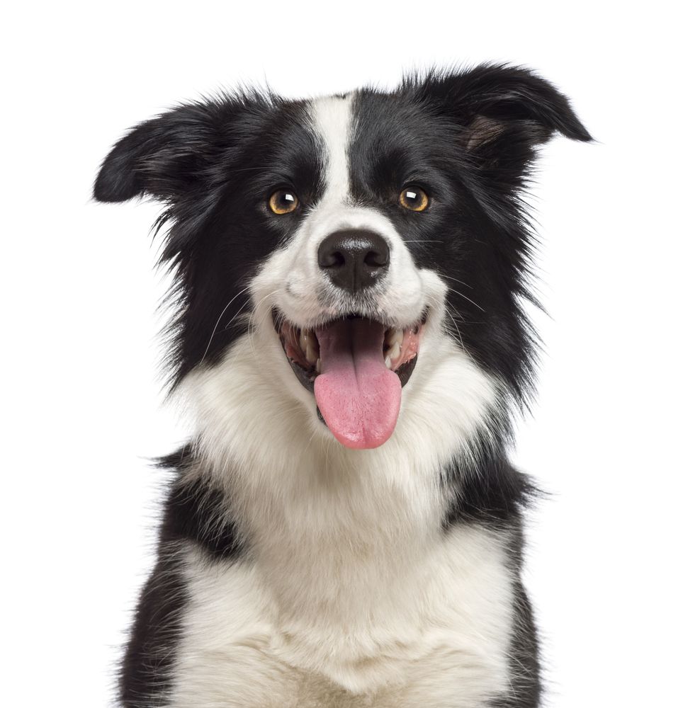 border-collie-fit-2000x2000x80-1.webp