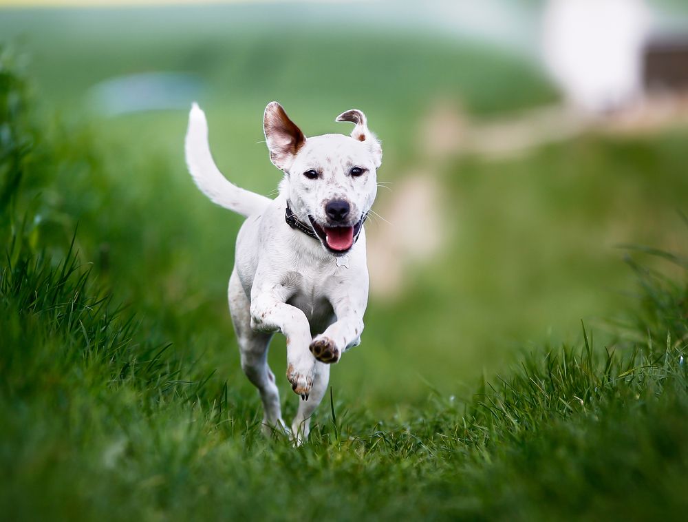 Hvad gør du, hvis din hund løber væk?