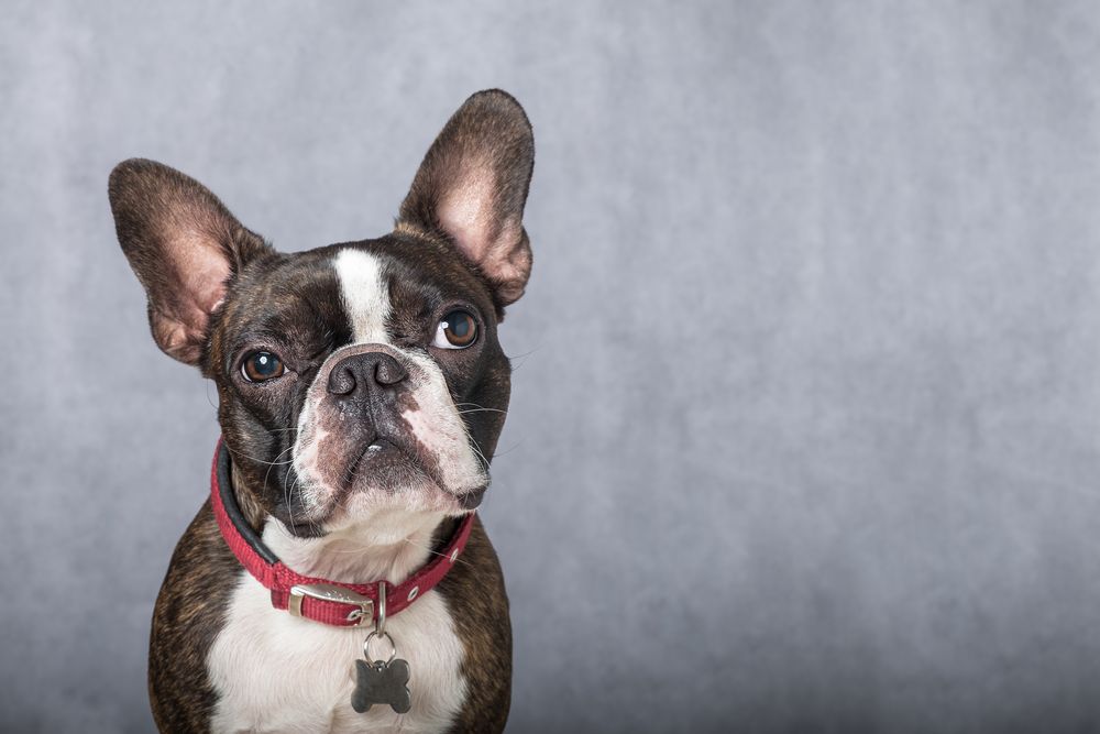 boston-terrier-fit-2000x2000x80.webp